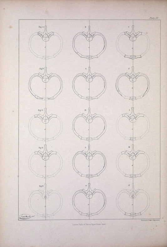 Comparative osteology:.London,Taylor and Walton,1847.  | Bones | Vintage Print Reproduction 453078