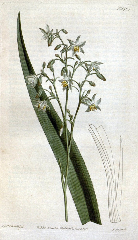 Curtis's botanical magazine. London ; New York [etc.] :Academic Press [etc.]. | "Botanical illustration" Botany Periodicals "Pictorial works" "Plants, Ornamental"  | Vintage Print Reproduction 453079