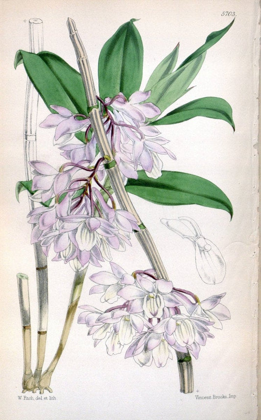 Curtis's botanical magazine. London ; New York [etc.] :Academic Press [etc.]. | "Botanical illustration" Botany Periodicals "Pictorial works" "Plants, Ornamental"  | Vintage Print Reproduction 453080