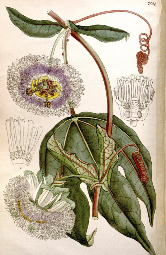Curtis's botanical magazine. London ; New York [etc.] :Academic Press [etc.]. | "Botanical illustration" Botany Periodicals "Pictorial works" "Plants, Ornamental"  | Vintage Print Reproduction 453081