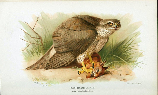 Coloured figures of the birds of the British Islands. v.1London :R. H. Porter,1885-1897. | Vintage Print Reproduction 453082