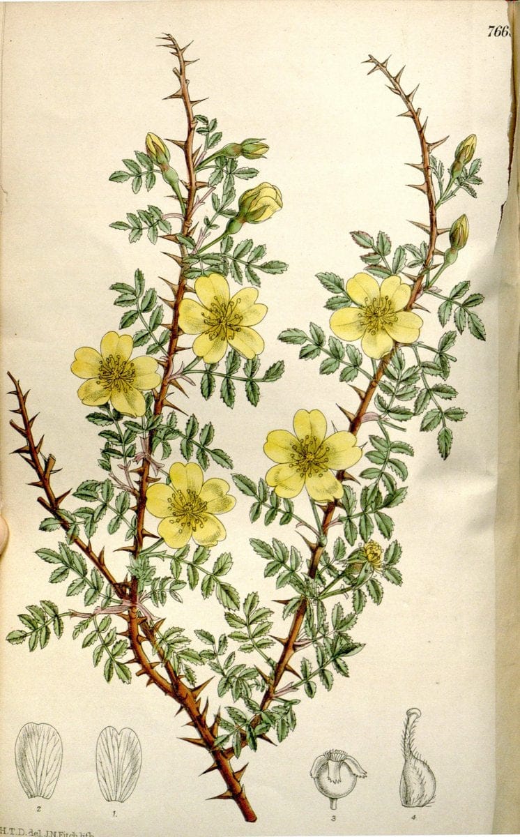 Curtis's botanical magazine. London ; New York [etc.] :Academic Press [etc.]. | "Botanical illustration" Botany Periodicals "Pictorial works" "Plants, Ornamental"  | Vintage Print Reproduction 453083