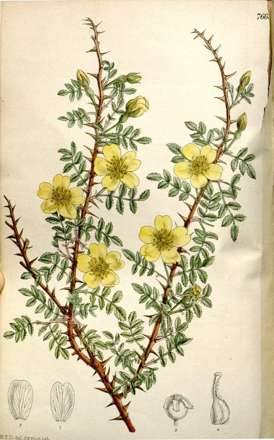 Curtis's botanical magazine. London ; New York [etc.] :Academic Press [etc.]. | "Botanical illustration" Botany Periodicals "Pictorial works" "Plants, Ornamental"  | Vintage Print Reproduction 453083