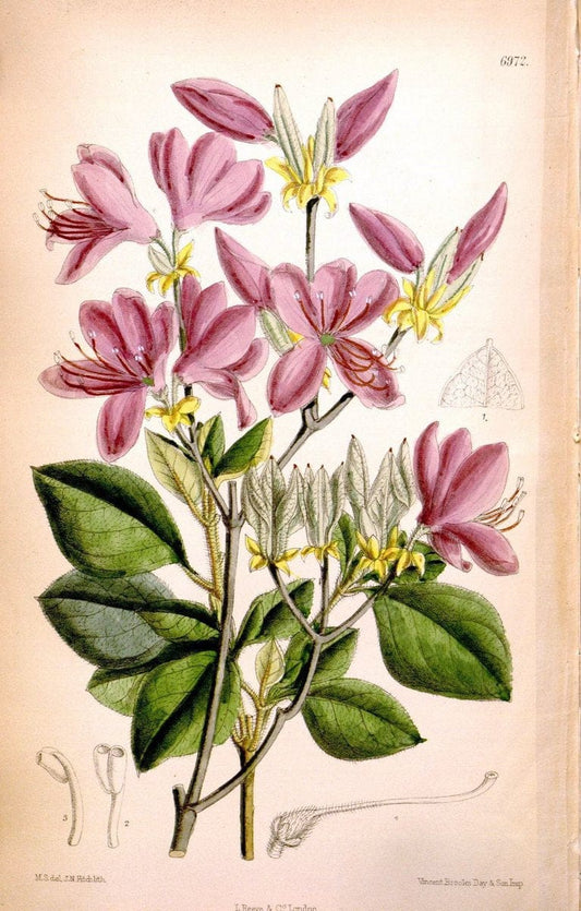 Curtis's botanical magazine. London ; New York [etc.] :Academic Press [etc.]. | "Botanical illustration" Botany Periodicals "Pictorial works" "Plants, Ornamental"  | Vintage Print Reproduction 453085