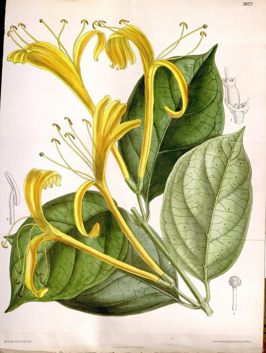 Curtis's botanical magazine. London ; New York [etc.] :Academic Press [etc.]. | "Botanical illustration" Botany Periodicals "Pictorial works" "Plants, Ornamental"  | Vintage Print Reproduction 453086