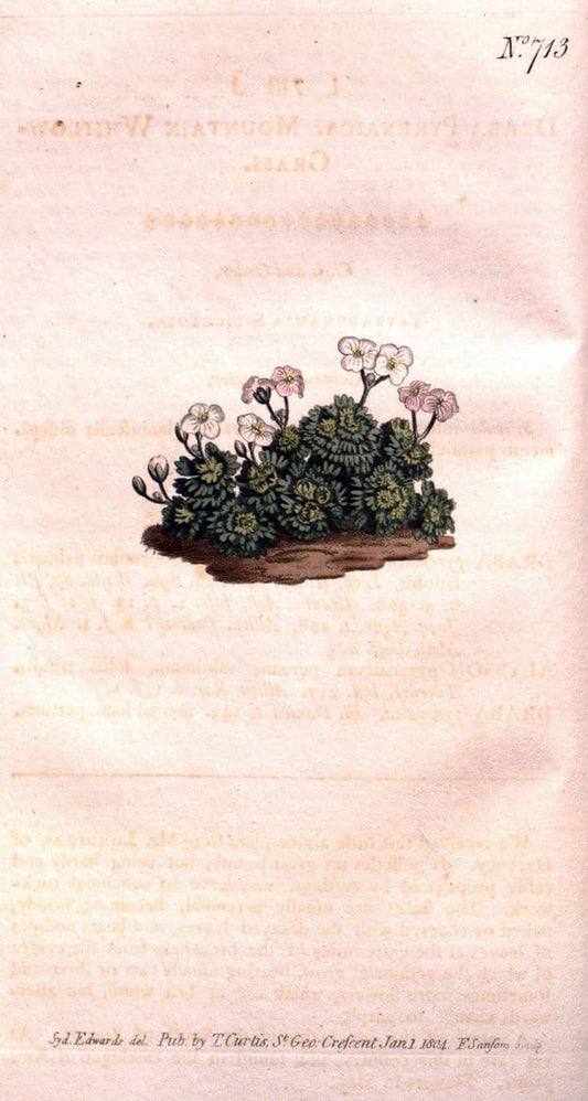 Curtis's botanical magazine..London ;New York [etc.] :Academic Press [etc.]. |  | Vintage Print Reproduction 453087