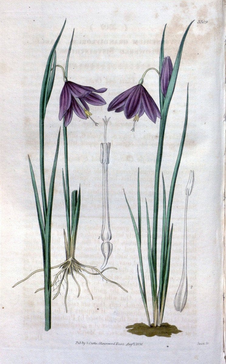 Curtis's botanical magazine. London ;New York [etc.] :Academic Press [etc.]. | Botany Periodicals "Pictorial works"  | Vintage Print Reproduction 453092