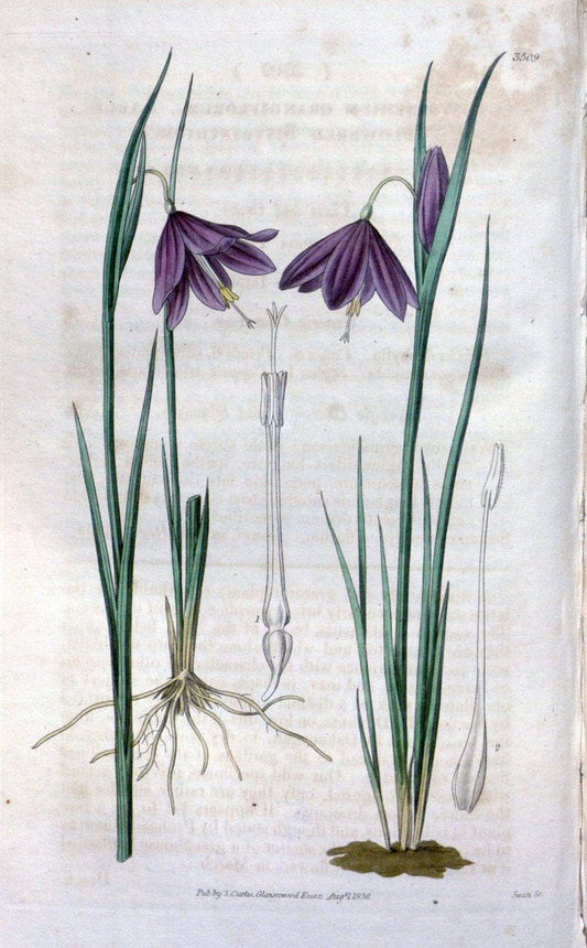 Curtis's botanical magazine. London ;New York [etc.] :Academic Press [etc.]. | Botany Periodicals "Pictorial works"  | Vintage Print Reproduction 453092