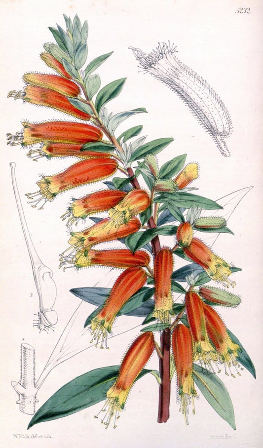 Curtis's botanical magazine. London ; New York [etc.] :Academic Press [etc.]. | "Botanical illustration" Botany Periodicals "Pictorial works" "Plants, Ornamental"  | Vintage Print Reproduction 453094
