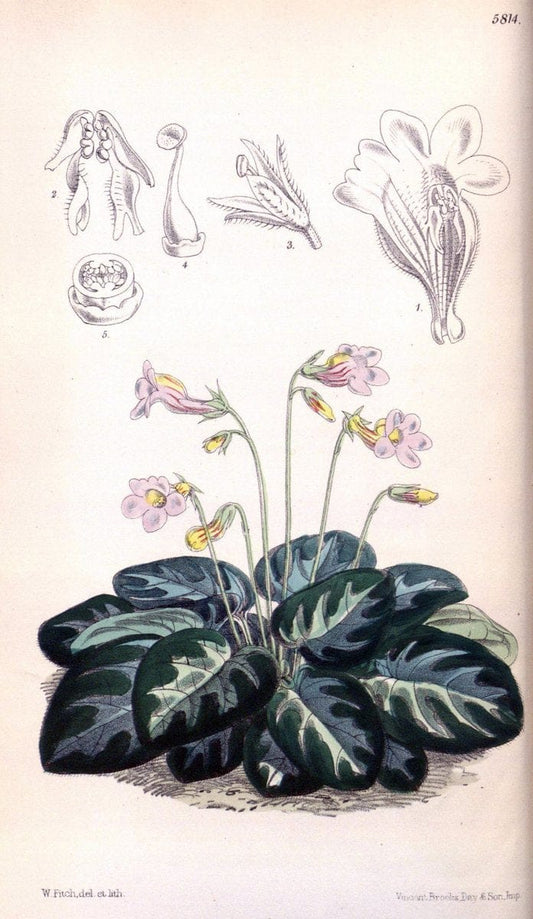 Curtis's botanical magazine. London ; New York [etc.] :Academic Press [etc.]. | "Botanical illustration" Botany Periodicals "Pictorial works" "Plants, Ornamental"  | Vintage Print Reproduction 453095