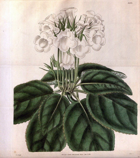 Curtis's botanical magazine. London ; New York [etc.] :Academic Press [etc.]. | "Botanical illustration" Botany Periodicals "Pictorial works" "Plants, Ornamental"  | Vintage Print Reproduction 453097
