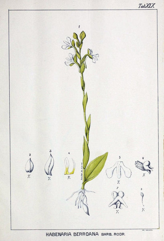 Contributions du Jardin botanique de Rio de Janeiro /.Rio de Janeiro :L'Etoile du Sud,1901-1907.  | Botany Brazil | Vintage Print Reproduction 453098