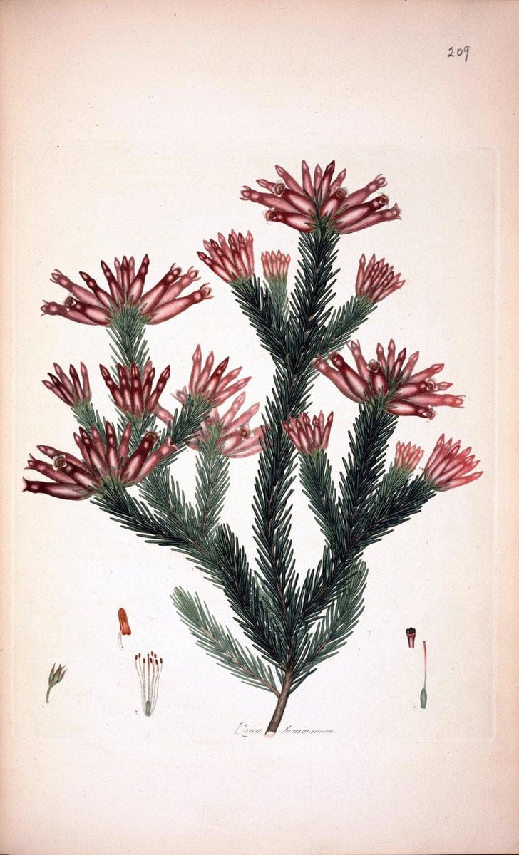 Coloured engravings of heaths :.London  | 1802 "19th century" Botany England Erica Ericaceae Etching "Graphic media :" Handcolored History "Pictorial works"  | Vintage Print Reproduction 453099