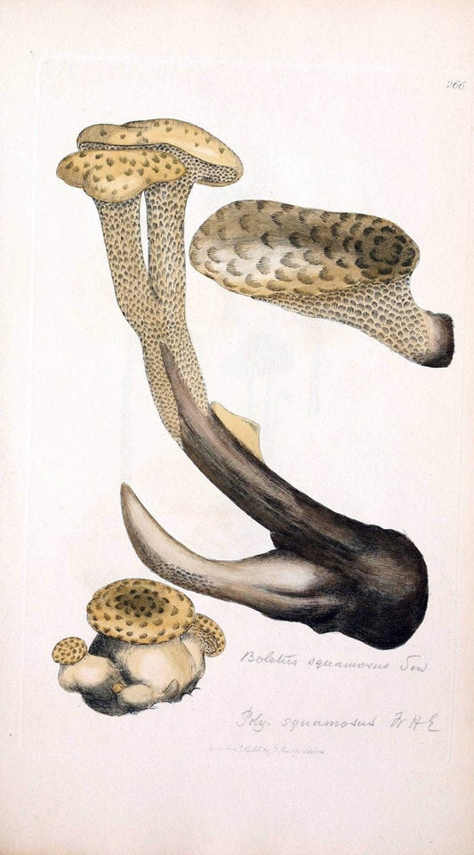 Coloured figures of English fungi or mushrooms. London,Printed by J. Davis,1797-[1809]. | England Mushrooms  | Vintage Print Reproduction 453100