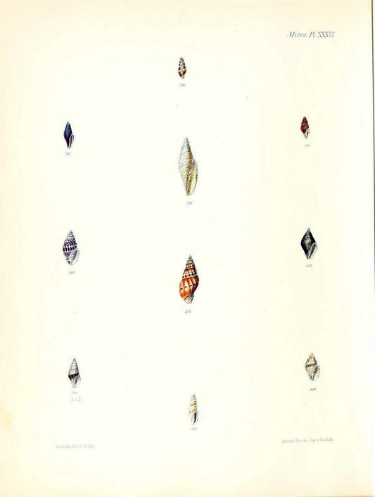 Conchologia iconica, or, Illustrations of the shells of molluscous animals /.London :Reeve, Brothers,1843-1878.  | Mollusks "Pictorial works" Shells | Vintage Print Reproduction 453101