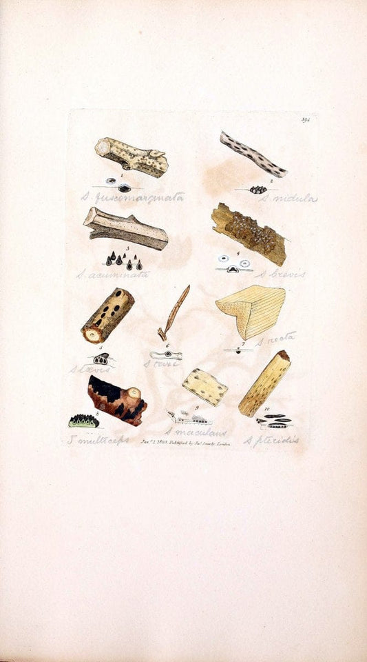 Coloured figures of English fungi or mushrooms. London,Printed by J. Davis,1797-[1809]. | England Mushrooms  | Vintage Print Reproduction 453103