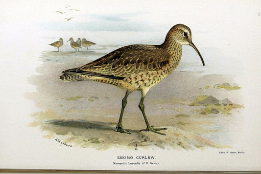 Coloured figures of the birds of the British Islands / issued by Lord Lilford. London :R | Birds "Great Britain" "Pictorial works"  | Vintage Print Reproduction 453104