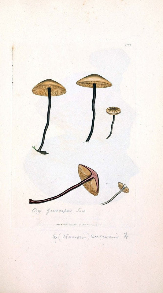 Coloured figures of English fungi or mushrooms. London,Printed by J. Davis,1797-[1809]. | England Mushrooms  | Vintage Print Reproduction 453105
