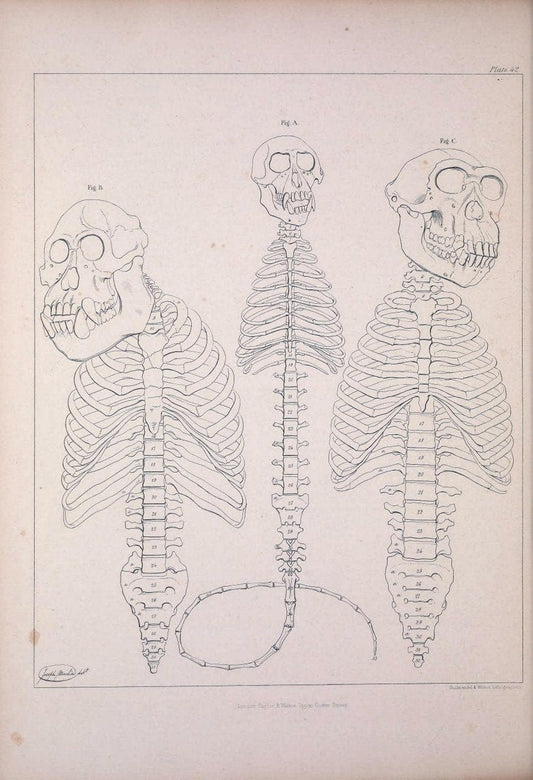 Comparative osteology:.London,Taylor and Walton,1847.  | Bones | Vintage Print Reproduction 453106