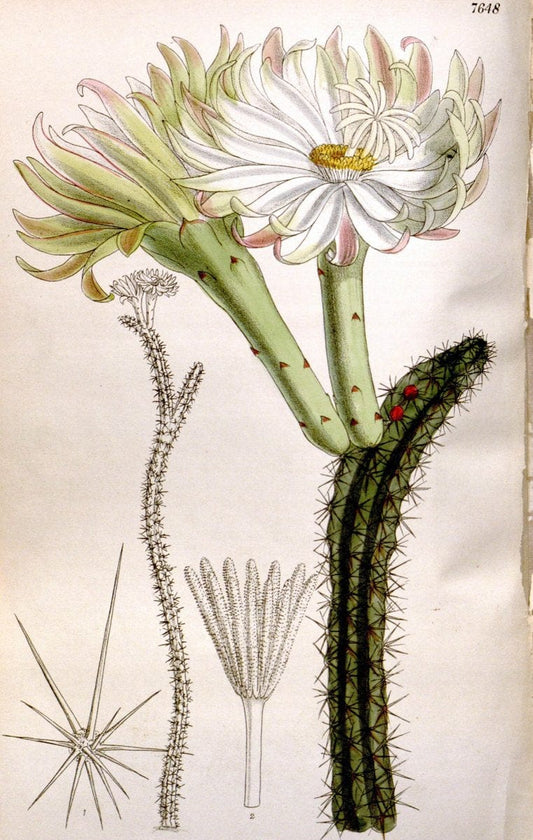 Curtis's botanical magazine. London ; New York [etc.] :Academic Press [etc.]. | "Botanical illustration" Botany Periodicals "Pictorial works" "Plants, Ornamental"  | Vintage Print Reproduction 453107