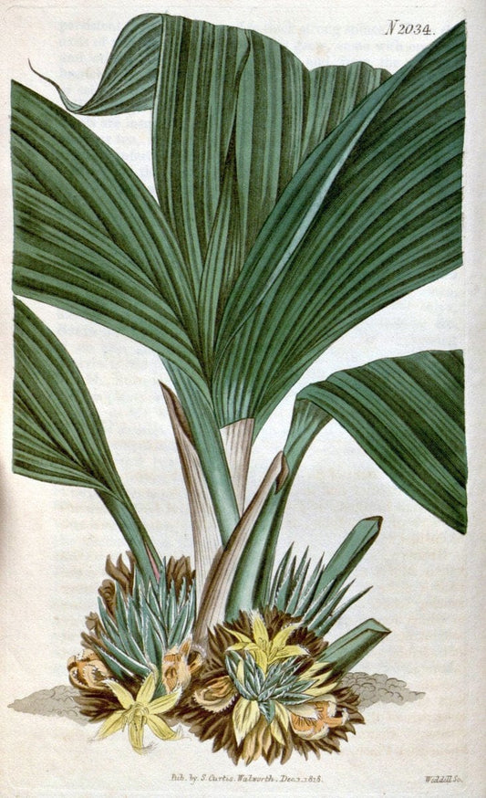 Curtis's botanical magazine. London ; New York [etc.] :Academic Press [etc.]. | "Botanical illustration" Botany Periodicals "Pictorial works" "Plants, Ornamental"  | Vintage Print Reproduction 453108