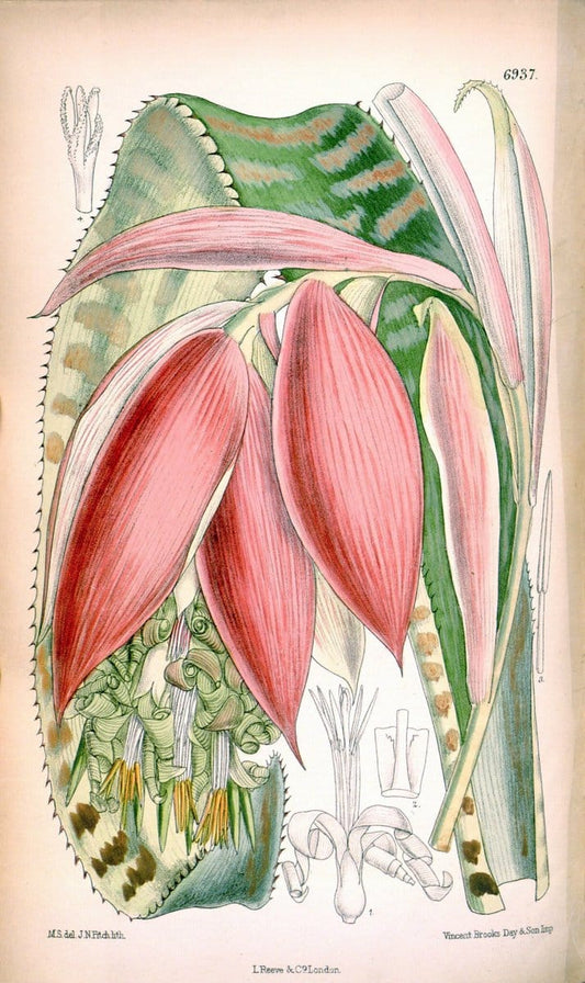Curtis's botanical magazine. London ; New York [etc.] :Academic Press [etc.]. | "Botanical illustration" Botany Periodicals "Pictorial works" "Plants, Ornamental"  | Vintage Print Reproduction 453110