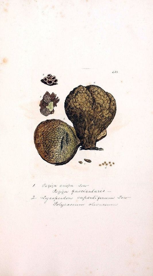 Coloured figures of English fungi or mushrooms. London,Printed by J. Davis,1797-[1809]. | England Mushrooms  | Vintage Print Reproduction 453112