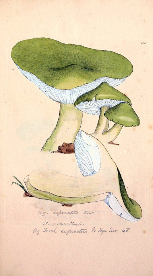 Coloured figures of English fungi or mushrooms. London,Printed by J. Davis,1797-[1809]. | England Mushrooms  | Vintage Print Reproduction 453113