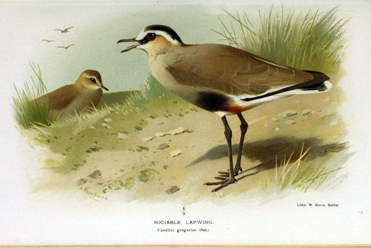 Coloured figures of the birds of the British Islands / issued by Lord Lilford. London :R | Birds "Great Britain" "Pictorial works"  | Vintage Print Reproduction 453115