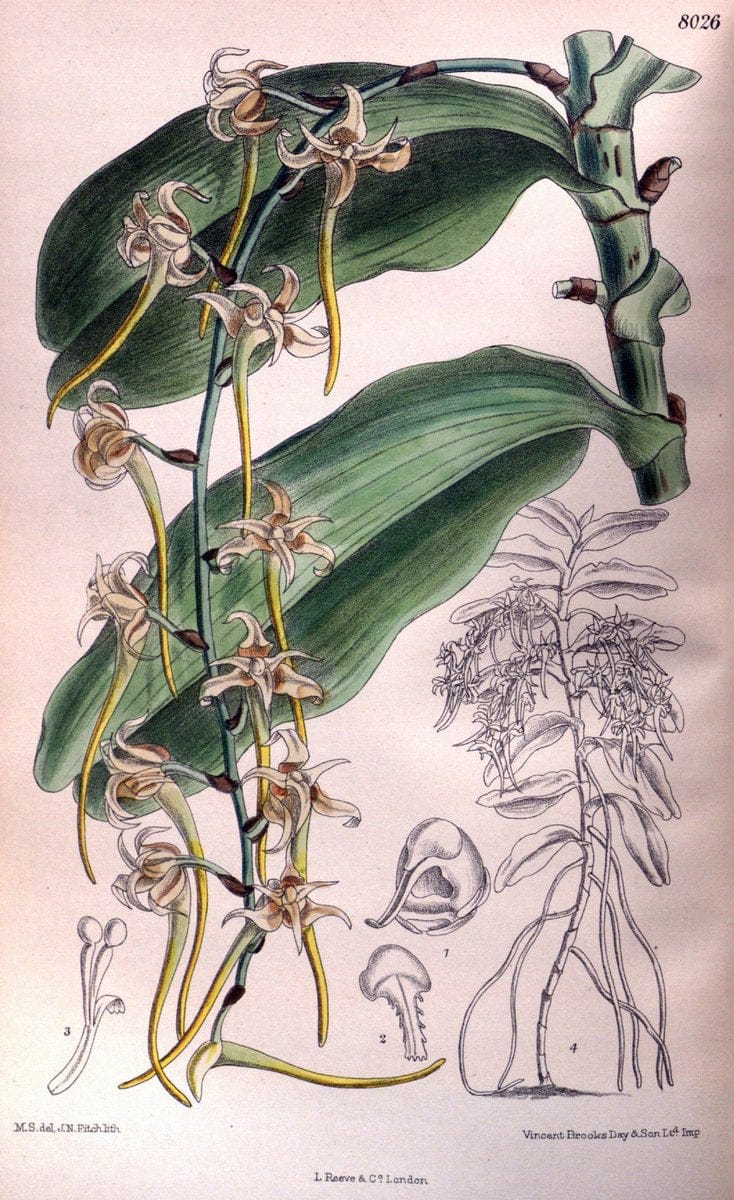Curtis's botanical magazine. London ; New York [etc.] :Academic Press [etc.]. | "Botanical illustration" Botany Periodicals "Pictorial works" "Plants, Ornamental"  | Vintage Print Reproduction 453116