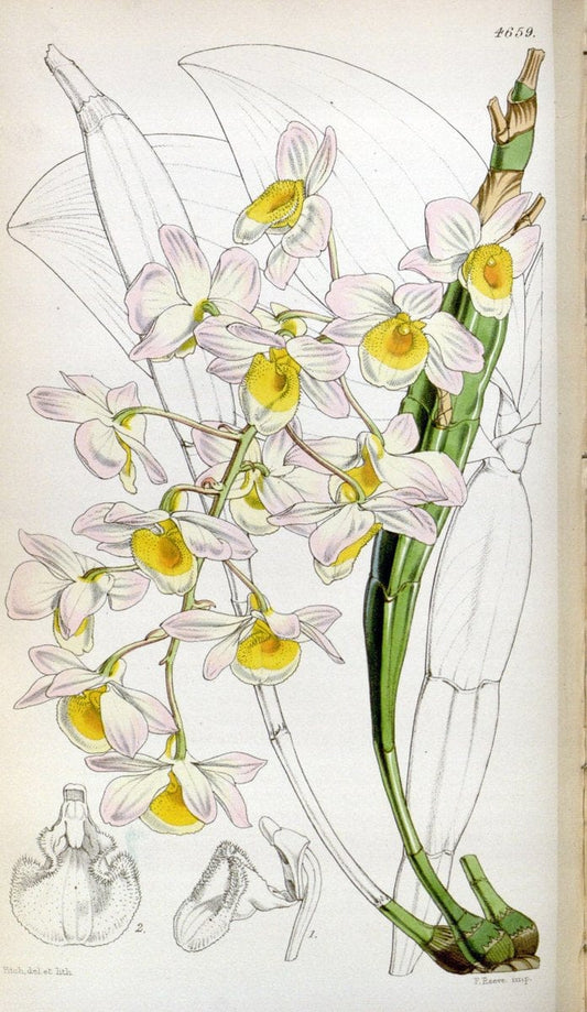 Curtis's botanical magazine. London ; New York [etc.] :Academic Press [etc.]. | "Botanical illustration" Botany Periodicals "Pictorial works" "Plants, Ornamental"  | Vintage Print Reproduction 453117