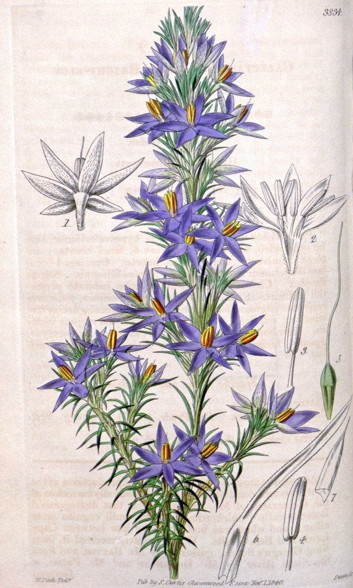 Curtis's botanical magazine. London ; New York [etc.] :Academic Press [etc.]. | "Botanical illustration" Botany Periodicals "Pictorial works" "Plants, Ornamental"  | Vintage Print Reproduction 453118