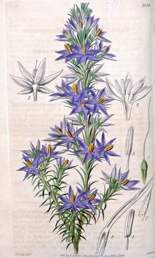 Curtis's botanical magazine. London ; New York [etc.] :Academic Press [etc.]. | "Botanical illustration" Botany Periodicals "Pictorial works" "Plants, Ornamental"  | Vintage Print Reproduction 453118