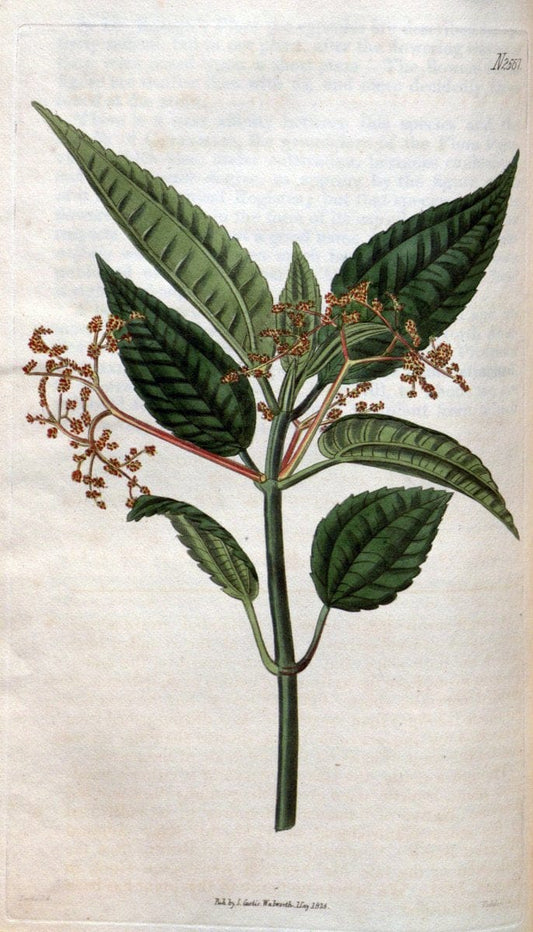 Curtis's botanical magazine. London ; New York [etc.] :Academic Press [etc.]. | "Botanical illustration" Botany Periodicals "Pictorial works" "Plants, Ornamental"  | Vintage Print Reproduction 453119