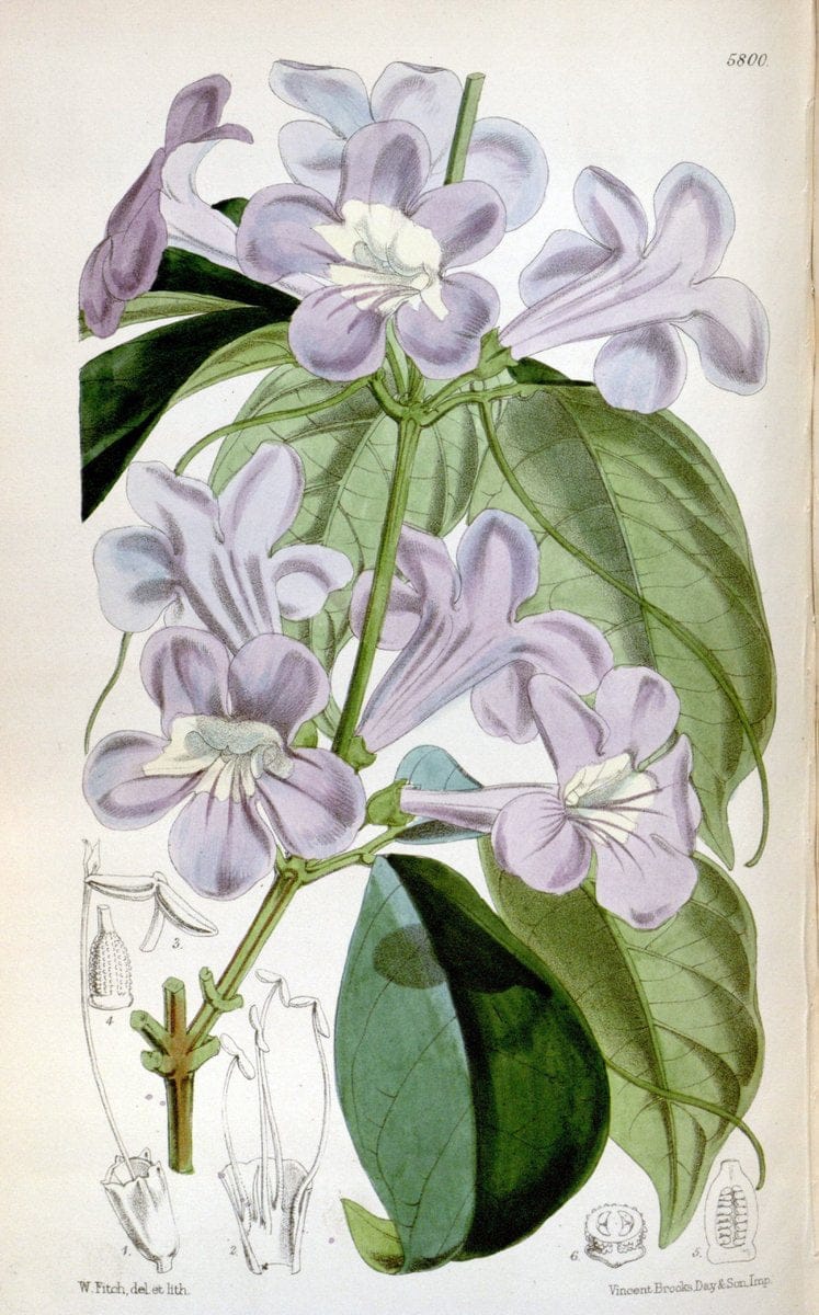 Curtis's botanical magazine. London ; New York [etc.] :Academic Press [etc.]. | "Botanical illustration" Botany Periodicals "Pictorial works" "Plants, Ornamental"  | Vintage Print Reproduction 453120