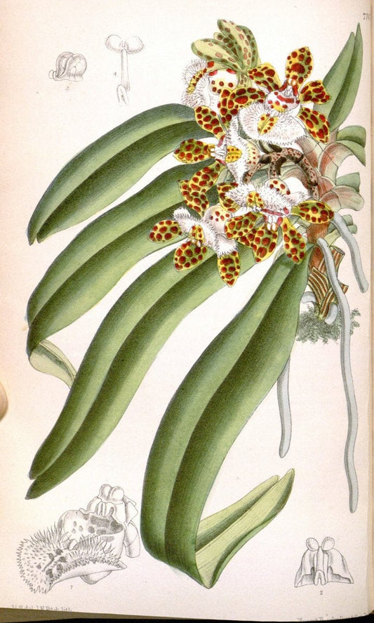 Curtis's botanical magazine. London ; New York [etc.] :Academic Press [etc.]. | "Botanical illustration" Botany Periodicals "Pictorial works" "Plants, Ornamental"  | Vintage Print Reproduction 453121