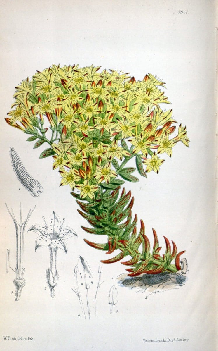 Curtis's botanical magazine. London ; New York [etc.] :Academic Press [etc.]. | "Botanical illustration" Botany Periodicals "Pictorial works" "Plants, Ornamental"  | Vintage Print Reproduction 453122