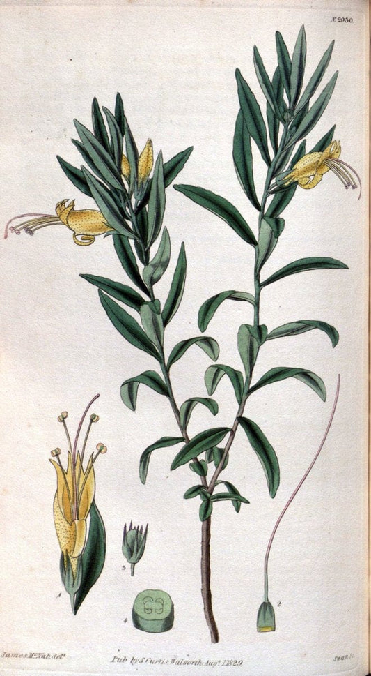 Curtis's botanical magazine. London ; New York [etc.] :Academic Press [etc.]. | "Botanical illustration" Botany Periodicals "Pictorial works" "Plants, Ornamental"  | Vintage Print Reproduction 453123