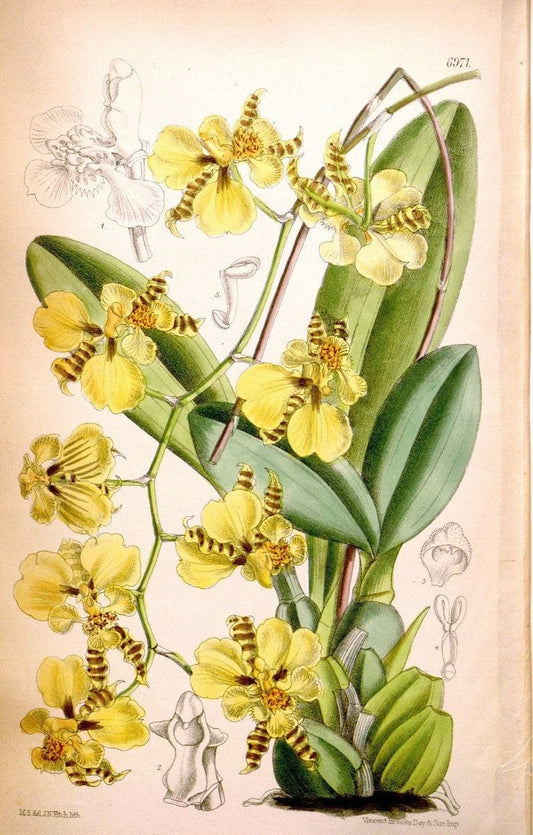 Curtis's botanical magazine. London ; New York [etc.] :Academic Press [etc.]. | "Botanical illustration" Botany Periodicals "Pictorial works" "Plants, Ornamental"  | Vintage Print Reproduction 453124