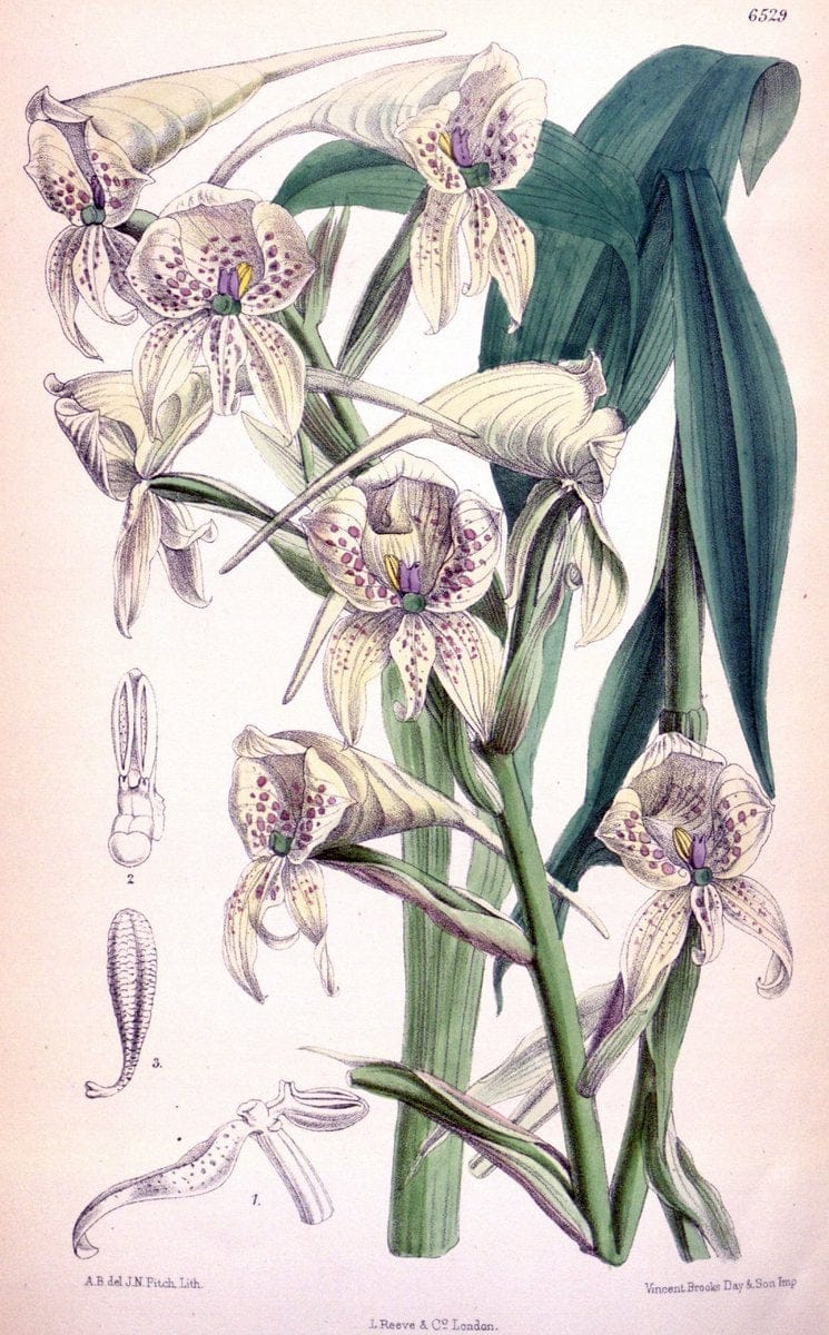 Curtis's botanical magazine. London ; New York [etc.] :Academic Press [etc.]. | "Botanical illustration" Botany Periodicals "Pictorial works" "Plants, Ornamental"  | Vintage Print Reproduction 453125