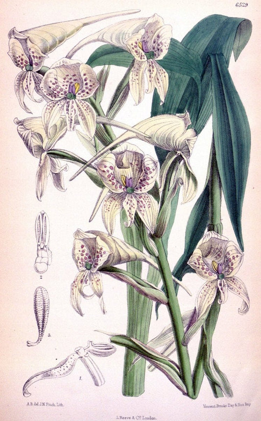 Curtis's botanical magazine. London ; New York [etc.] :Academic Press [etc.]. | "Botanical illustration" Botany Periodicals "Pictorial works" "Plants, Ornamental"  | Vintage Print Reproduction 453125