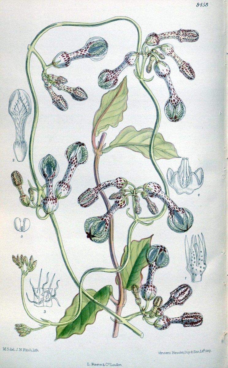 Curtis's botanical magazine. London ; New York [etc.] :Academic Press [etc.]. | "Botanical illustration" Botany Periodicals "Pictorial works" "Plants, Ornamental"  | Vintage Print Reproduction 453126