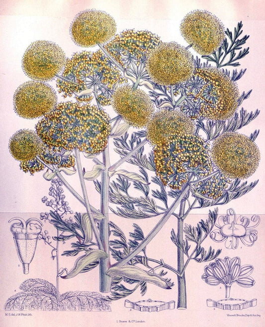 Curtis's botanical magazine. London ; New York [etc.] :Academic Press [etc.]. | "Botanical illustration" Botany Periodicals "Pictorial works" "Plants, Ornamental"  | Vintage Print Reproduction 453127