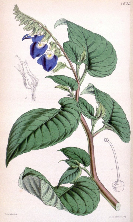 Curtis's botanical magazine. London ; New York [etc.] :Academic Press [etc.]. | "Botanical illustration" Botany Periodicals "Pictorial works" "Plants, Ornamental"  | Vintage Print Reproduction 453128