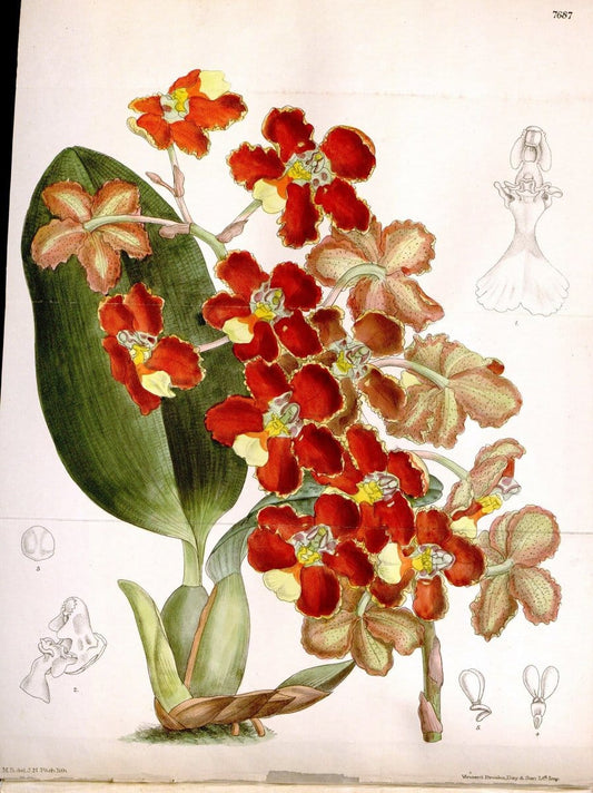 Curtis's botanical magazine. London ; New York [etc.] :Academic Press [etc.]. | "Botanical illustration" Botany Periodicals "Pictorial works" "Plants, Ornamental"  | Vintage Print Reproduction 453129