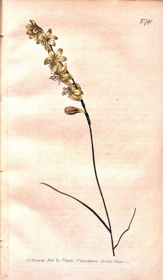 Curtis's botanical magazine. London ;New York [etc.] :Academic Press [etc.]. | Botany Periodicals "Pictorial works"  | Vintage Print Reproduction 453131