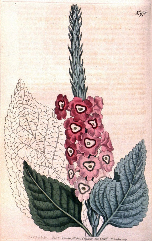 Curtis's botanical magazine. London ;New York [etc.] :Academic Press [etc.]. | Botany Periodicals "Pictorial works"  | Vintage Print Reproduction 453132
