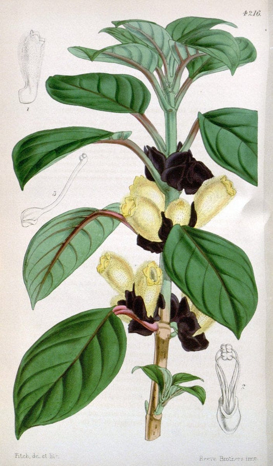 Curtis's botanical magazine. London ;New York [etc.] :Academic Press [etc.]. | Botany Periodicals "Pictorial works"  | Vintage Print Reproduction 453133