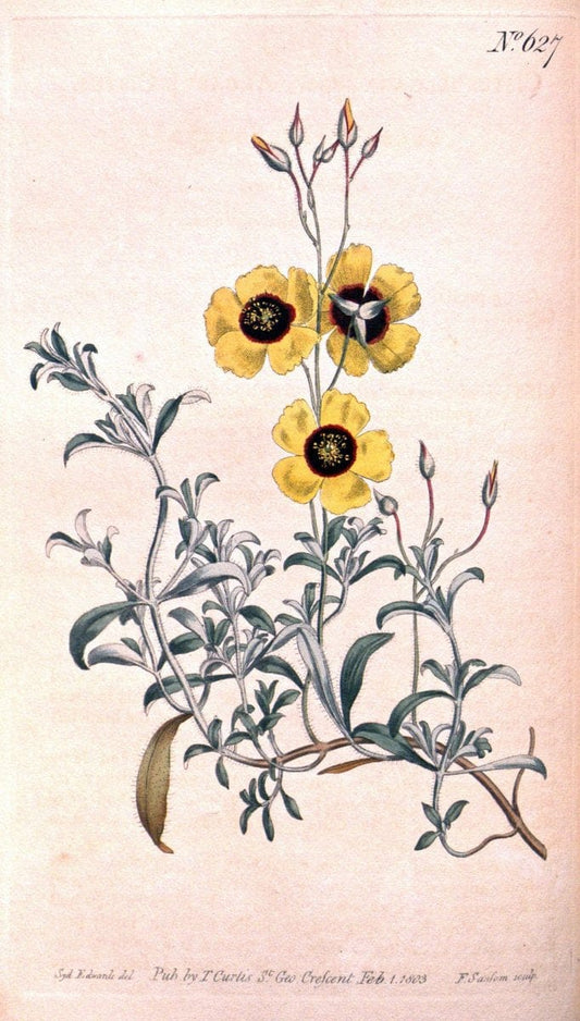 Curtis's botanical magazine. London ;New York [etc.] :Academic Press [etc.]. | Botany Periodicals "Pictorial works"  | Vintage Print Reproduction 453134