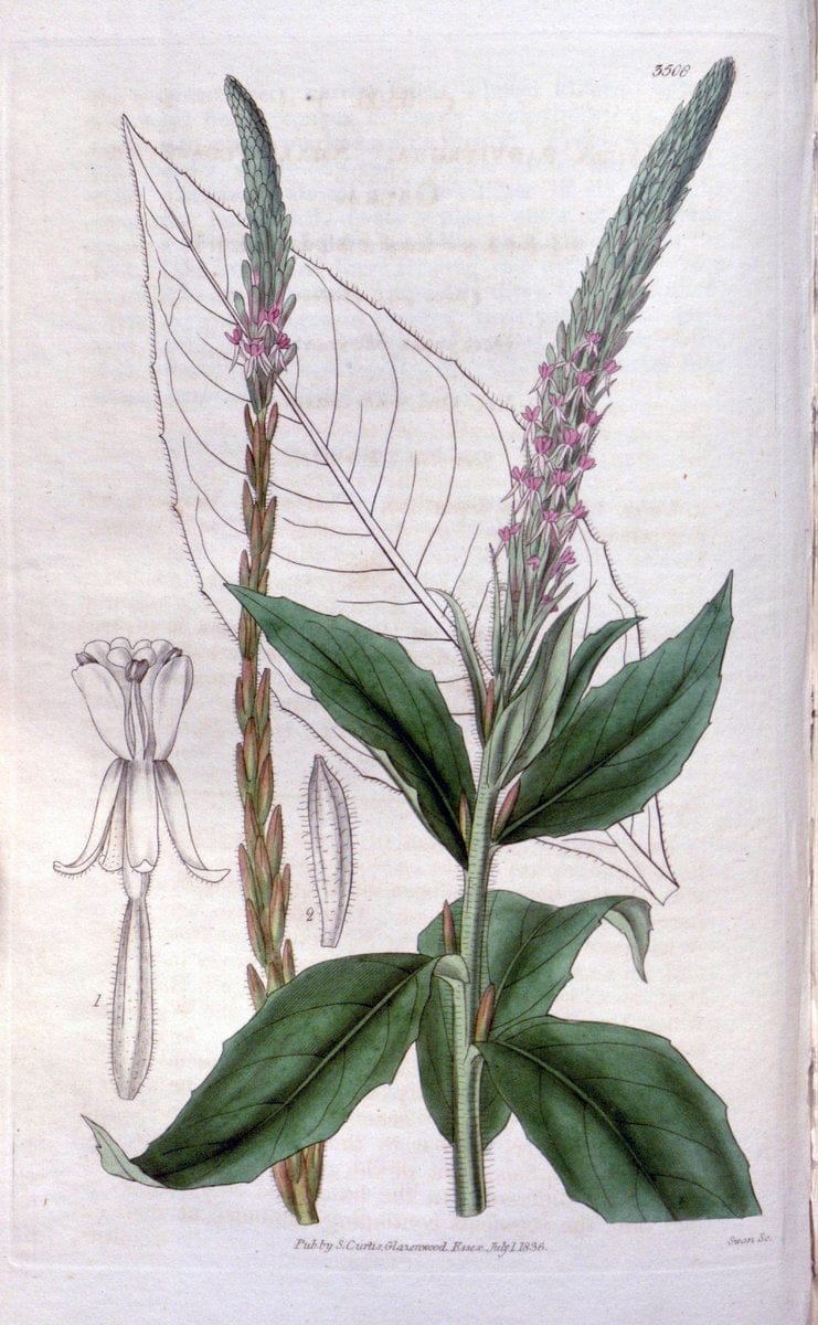 Curtis's botanical magazine. London ;New York [etc.] :Academic Press [etc.]. | Botany Periodicals "Pictorial works"  | Vintage Print Reproduction 453136